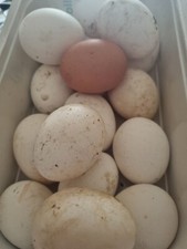 12 Uova FECONDATE di Gallina