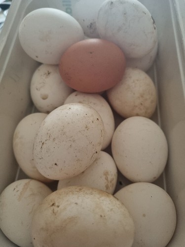 Uova fecondate gallina - fecondate,