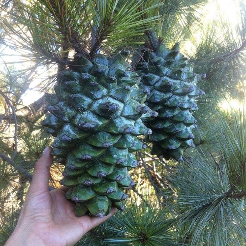 Pinus maximartinezii martinez - pinus,