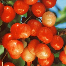 Pianta frutto ciliegia - da,
