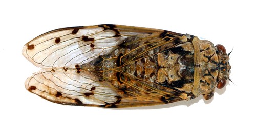 Hemiptera cicadidae proarna - hemiptera,, cicadidae,