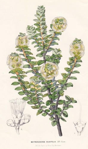 Metrosideros buxifolia fiore - buxifolia,