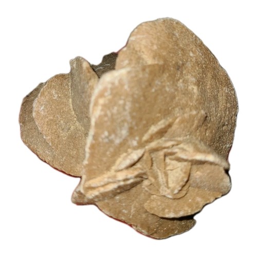 Rosa del deserto - del,