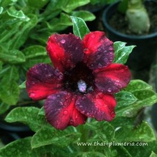 Adenium obesum - rosa del