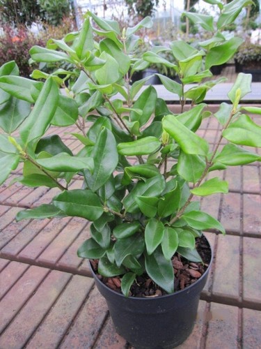 Ligustro giapponese texanum - giapponese,