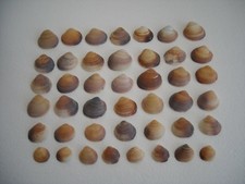 STOCK 4 KG CONCHIGLIE LISCE