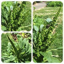 Buon Heinrich Chenopodium