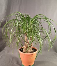 Pianta Beaucarnea recurvata Mangiafumo Nolina Bucarnea