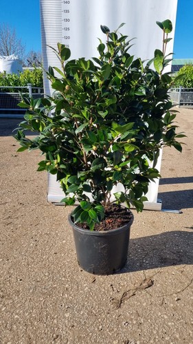 Pianta camelia japonica - pianta, di