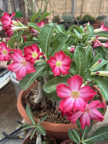 Adenium obesum bonsai - adenium,