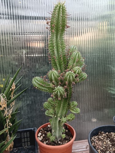 Pianta euphorbia horrida - pianta,