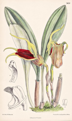 Masdevallia elephanticeps - masdevallia,