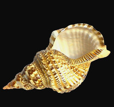 Tromba tritone gigante - gigante, rara