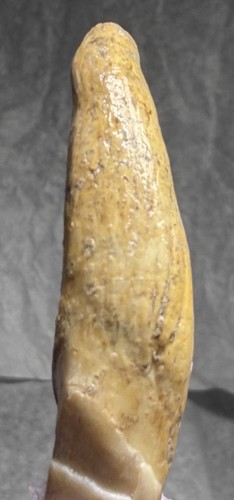 Ursus spelaeus fantastico - spelaeus,