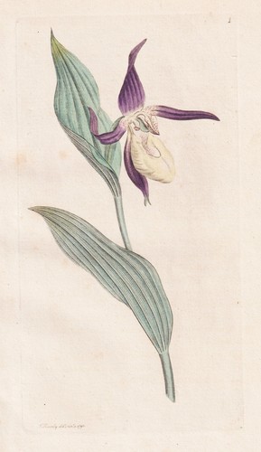 Cypripedium calceolus scarpa - calceolus,
