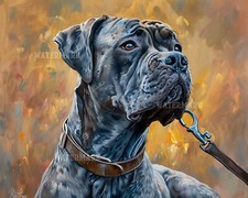 Cane Corso Dog Ready for Walk