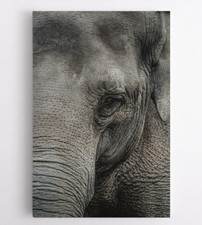 Quadri tela ELEFANTE -