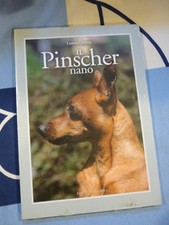 Pinscher nano lorena - pinscher,