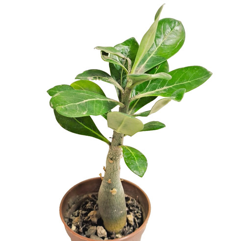 Adenium obesum 5 cm - adenium, Ø