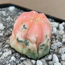 Astrophytum asterias Nudum