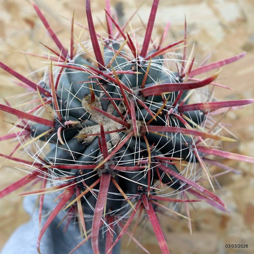 K254 ferocactus special - k254,