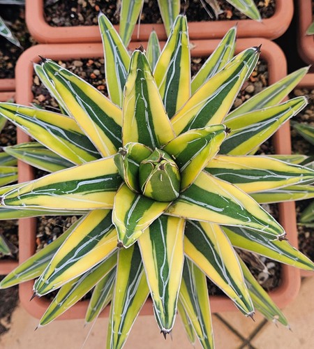 Agave victoriae reginae - agave,