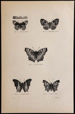 1869 - Farfalle: Vanessa