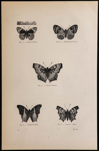 1869 farfalle vanessa - -, farfalle: