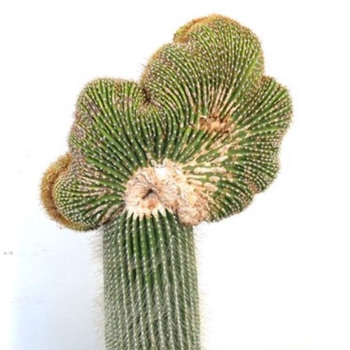 Carnegiea polylopha saguaro - carnegiea,