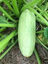 ZUCCHINE ODESSA - ZUCCA BIANCA