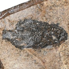 Pesce persico fossile
