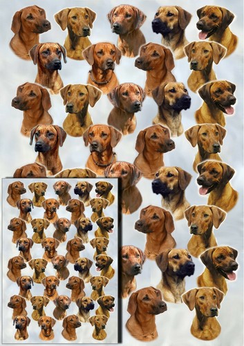 Carta regalo cane rhodesian - regalo,