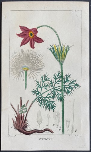 Flore médicale anémone - flore,
