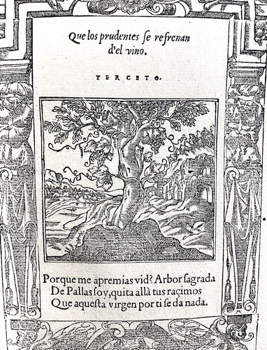 Olivier 1551 arbre pallas - de,
