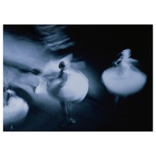 IKEA PJATTERYD Picture