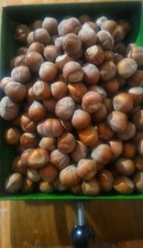 2,5  Kg Di Nocciole In Guscio