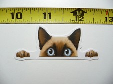 PEEKING SIAMESE PICCOLO