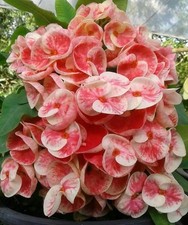Euphorbia Milii MAKE A WISH