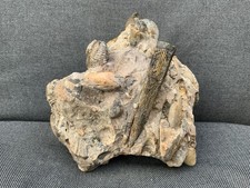 Rare Triassic Ammonite &