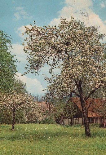 Vecchia cartolina epoca - vecchia, d'epoca