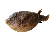 *HH* Tassidermia Pesce Palla Tetraodontiti Pesciolino Imbalsamato 