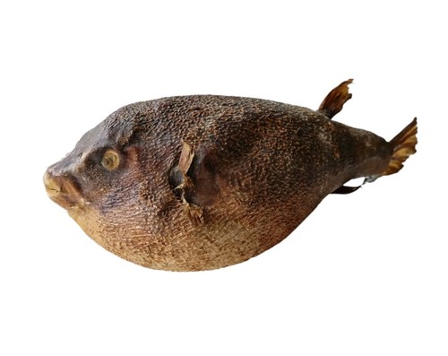 Tassidermia pesce palla - pesce,