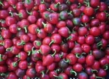 semi PEPERONCINO CILIEGINA PICCANTE con OMAGGIO