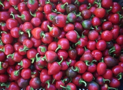 Semi peperoncino ciliegina - semi,