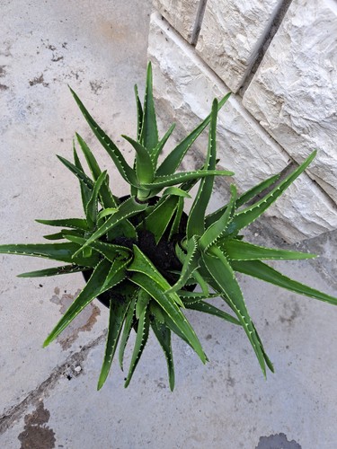 Aloe arborescens sin vaso - arborescens,