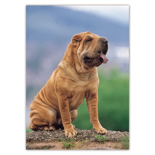 Adesivo regalo sharpei cane - sharpei,