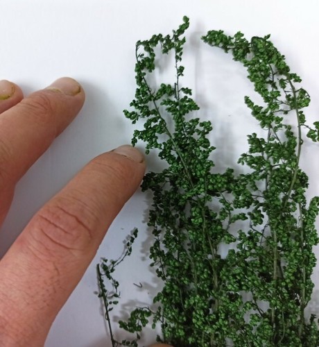 Accessori diorama vegetazione - diorama,