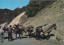 Carte postale 10x15cm postcard