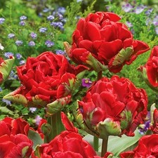 Tulipani bulbi di fiori cipolle fiori Tulipano doppio Double Rococo 5 pz.