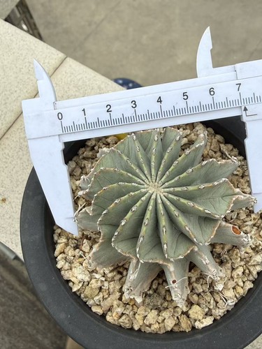 Pianta cactus succulenta - di,